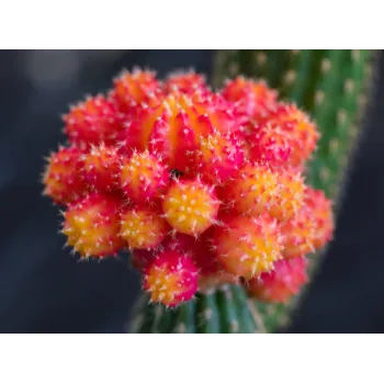 Natural Dahlia Plant